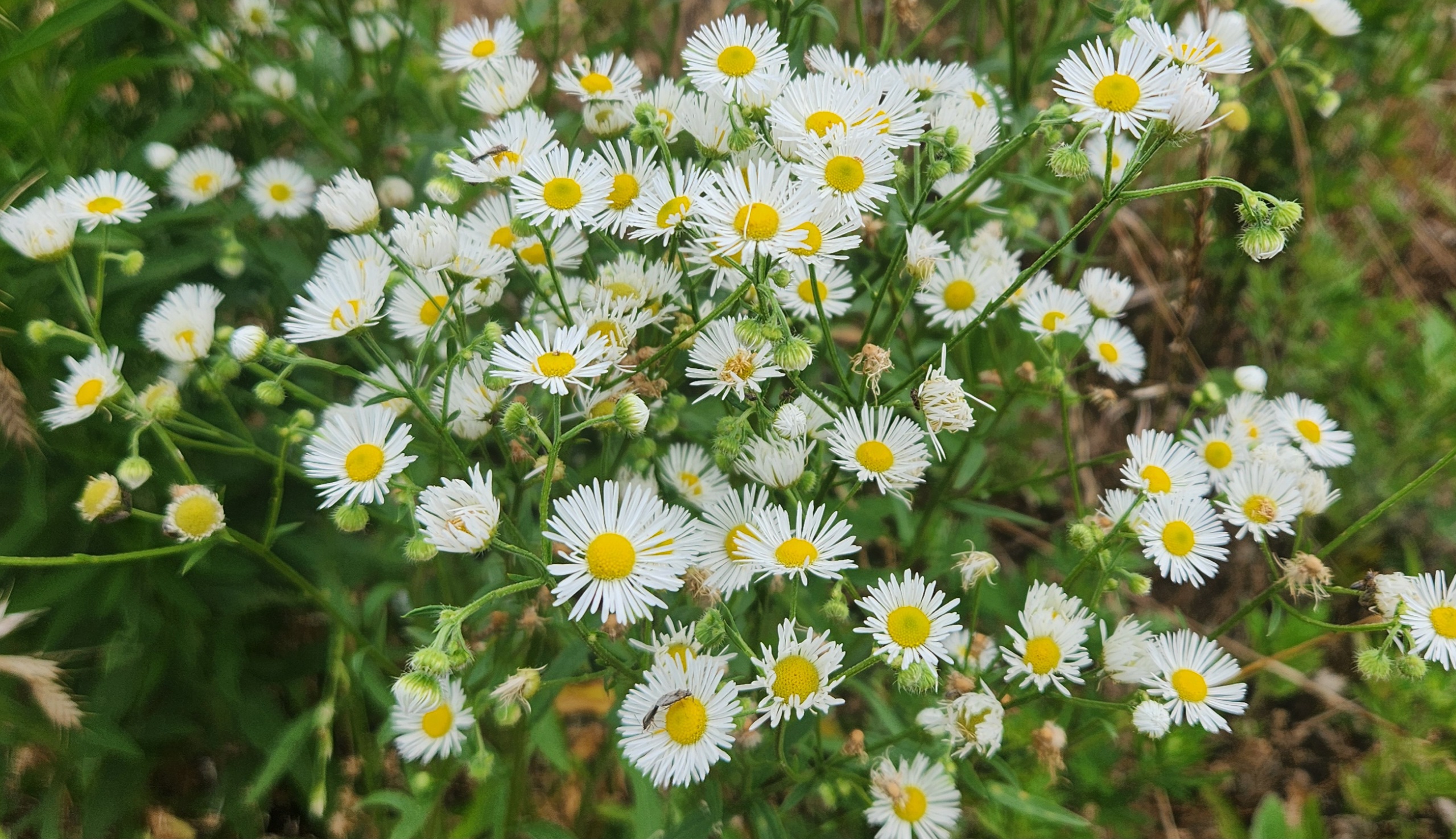 들판에 하얗게 피어난 개망초꽃 군락