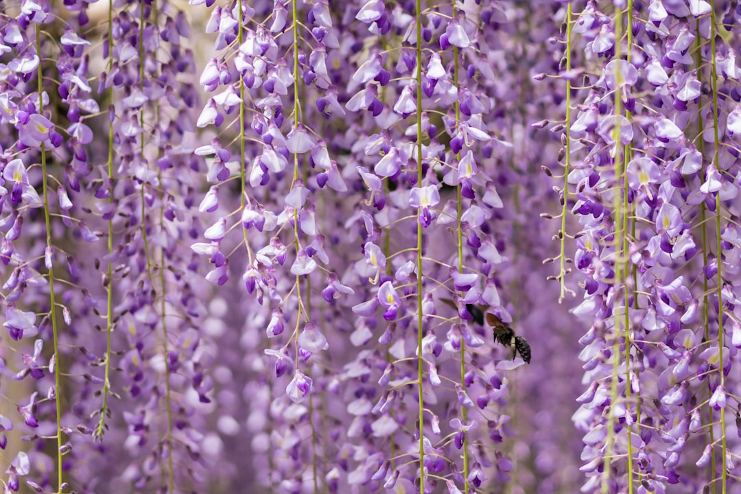 Wisteria
