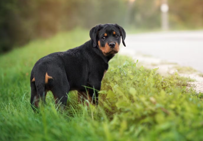 뒤돌아 보는 개.
