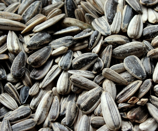 해바라기씨 효능, 혈관·피부 건강에 왜 좋을까