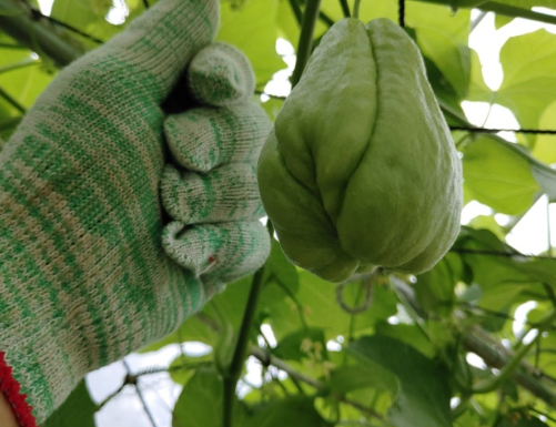 조연농장 차요테