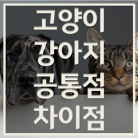 강아지 고양이 공통점 차이점