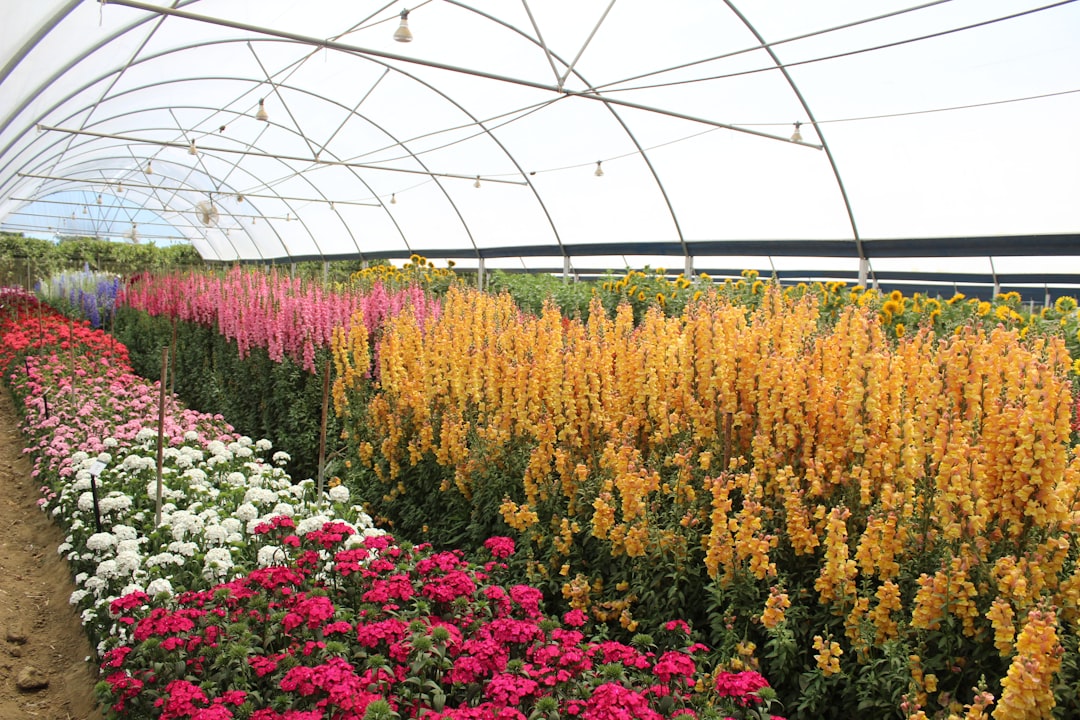 Greenhouse