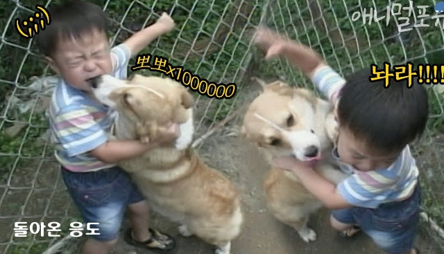 돌아온 응도 