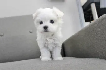 말티즈 성격 분양 가격 수명 장점 단점_18