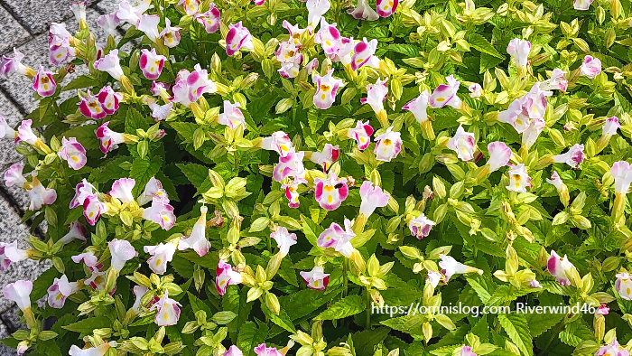 토레니아 푸르니에리(Torenia fournieri)위시본 플라워(Wishbone flower)