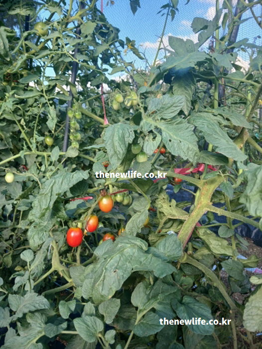 방울토마토의 효능이 피부 재생을 돕는 비타민 B군이 함유된 실물 접사