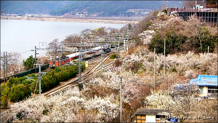 부산근교 원동매하화 순매원