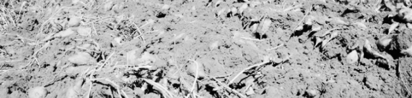 고추모종 심는 시기