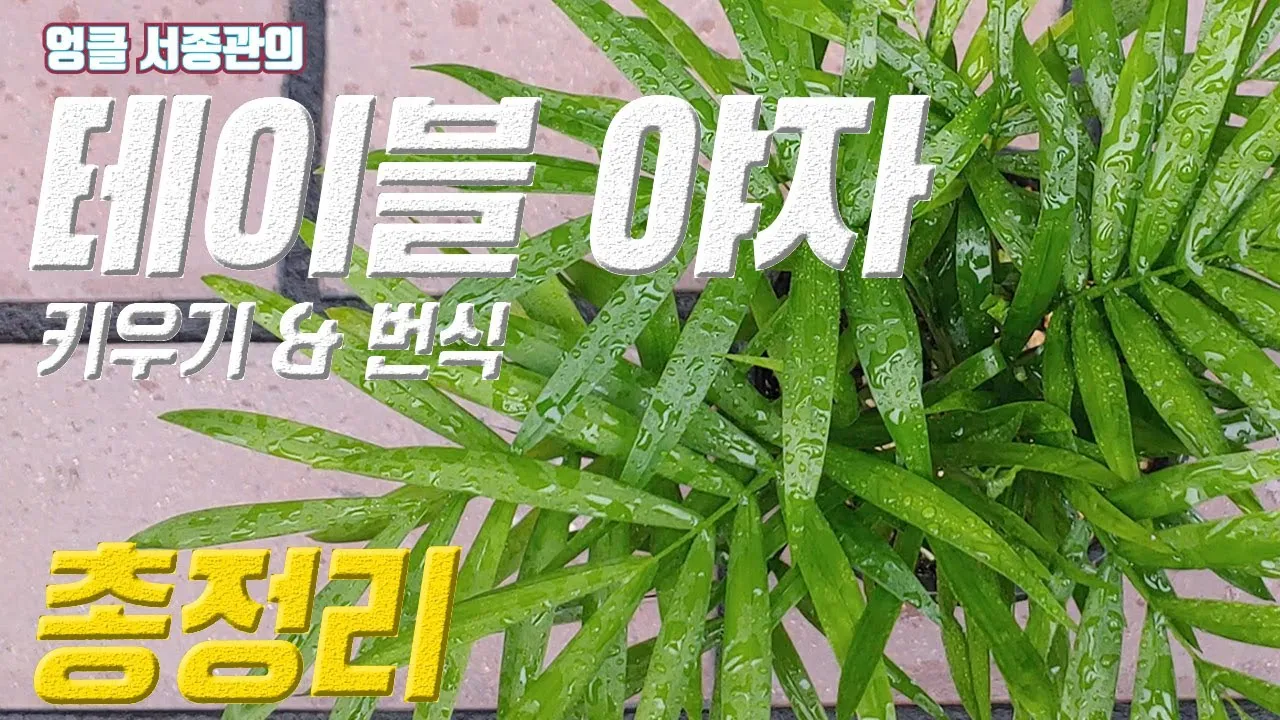 테이블야자 키우기 물주기 실내위치 통풍관리 사무실과 집 모두 적용_3