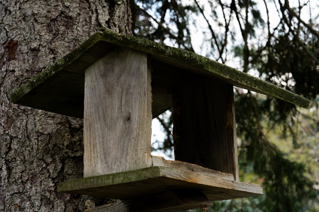 Treehouse.