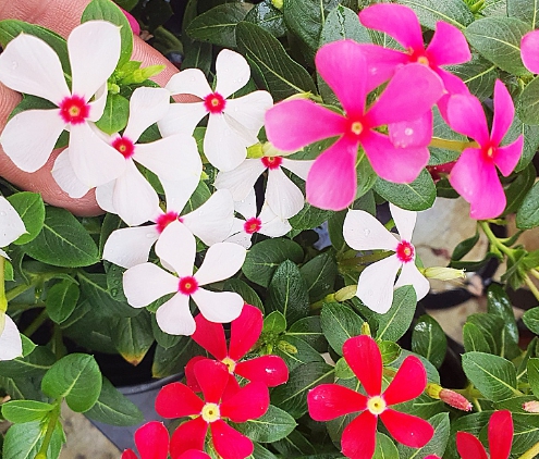 가을에 피는 꽃 종류 일일초