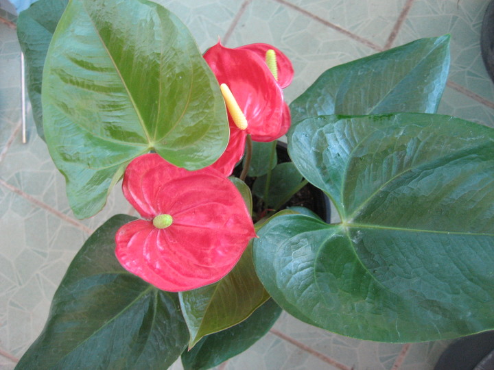 안스리움 (Anthurium) - 애정운과 대인관계의 꽃