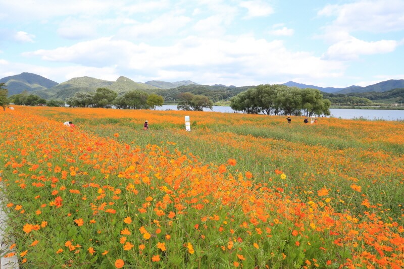 남양주 물의정원 꽃양귀비