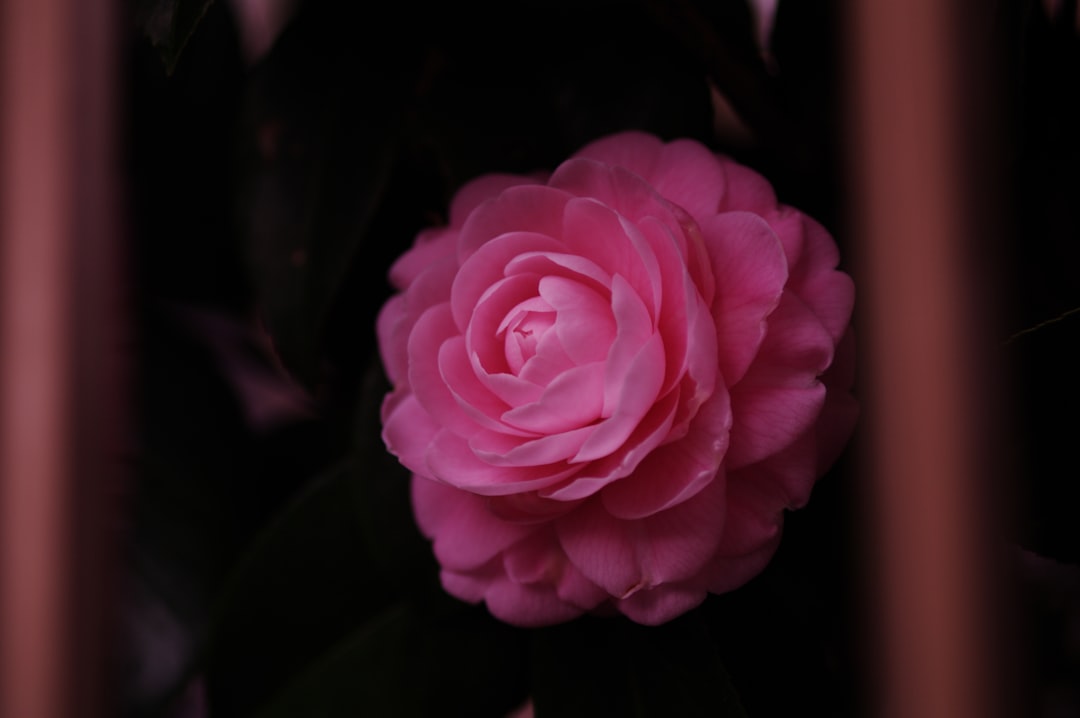 Camellia
