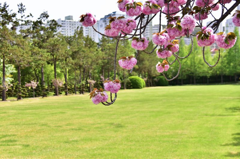 부산 겹벚꽃 명소 부산 유엔공원