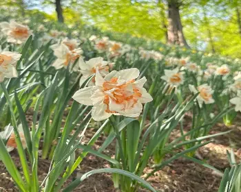 피나클랜드 튤립 수선화 축제_13