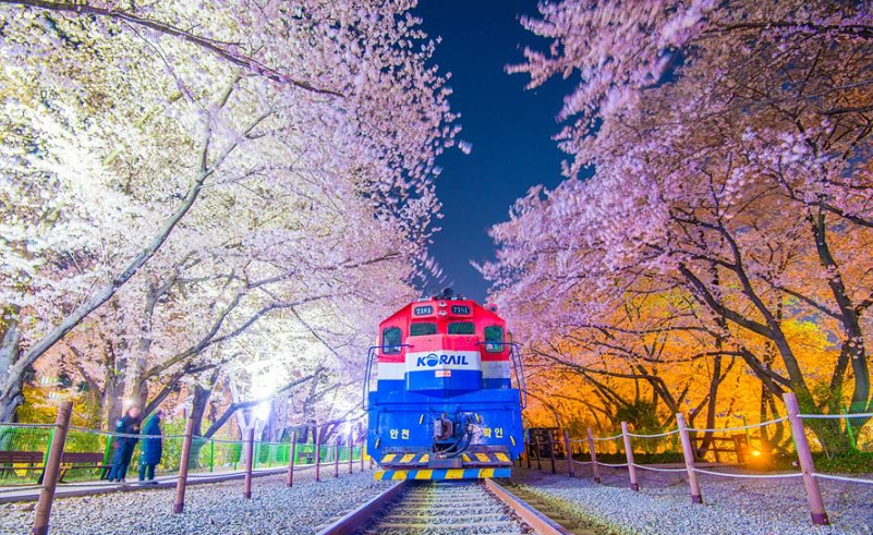 군함제-경화역-벚꽃길-야간