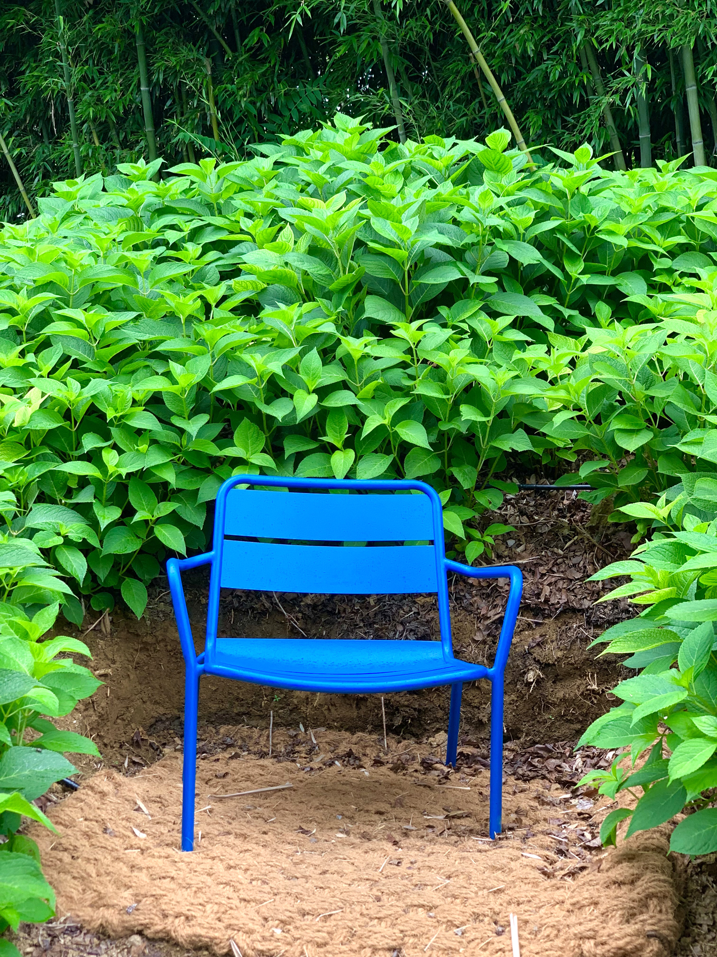 구미다온숲 수국핀 모습입니다.