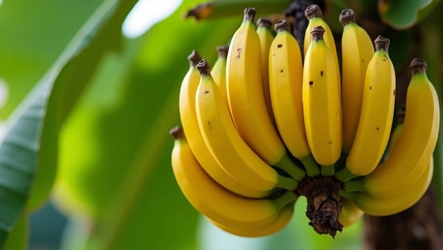 바나나 나무
