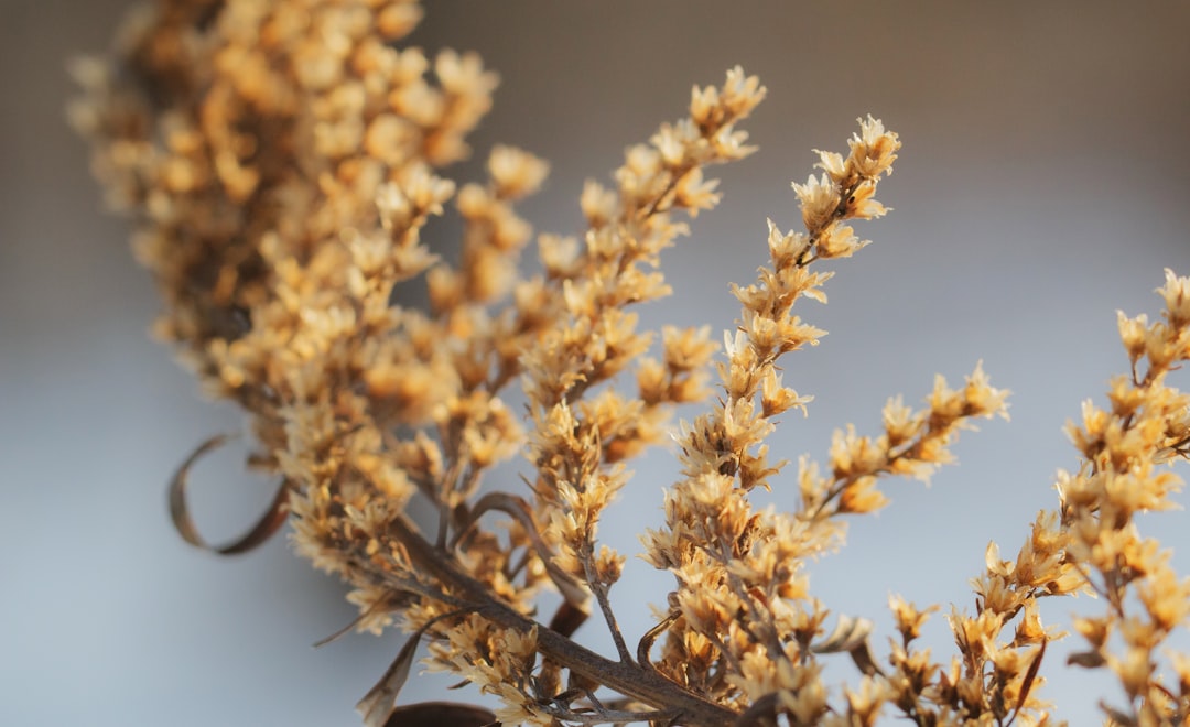 Wormwood