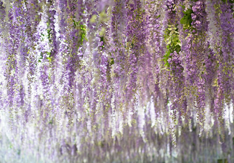 가평 베고니아 새정원