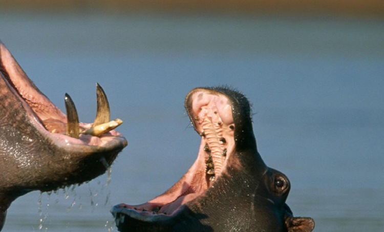 아라마루 아쿠아리움