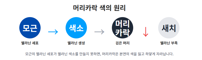 새치(흰머리) 나는 이유? 뽑으면 안 되는 이유와 올바른 관리법까지