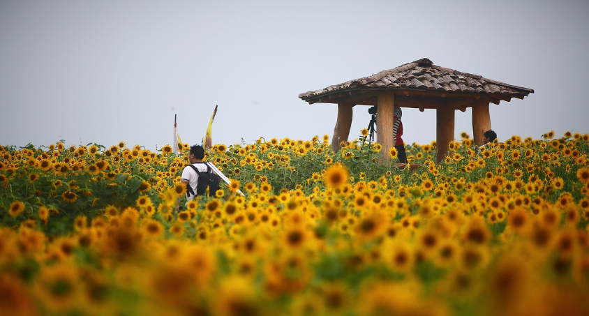 고창 해바라기 사진