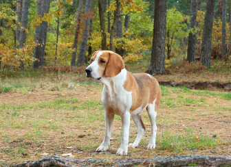 야외에 서있는 폭스하운드.