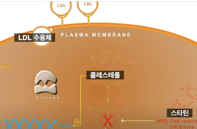 스타틴의 치료 원리