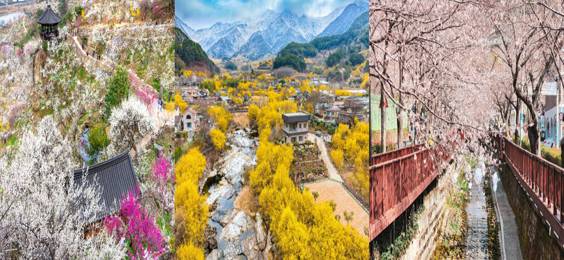 광양 매화마을와 구례 산수유마을 꽃길 그리고 진해 군항제