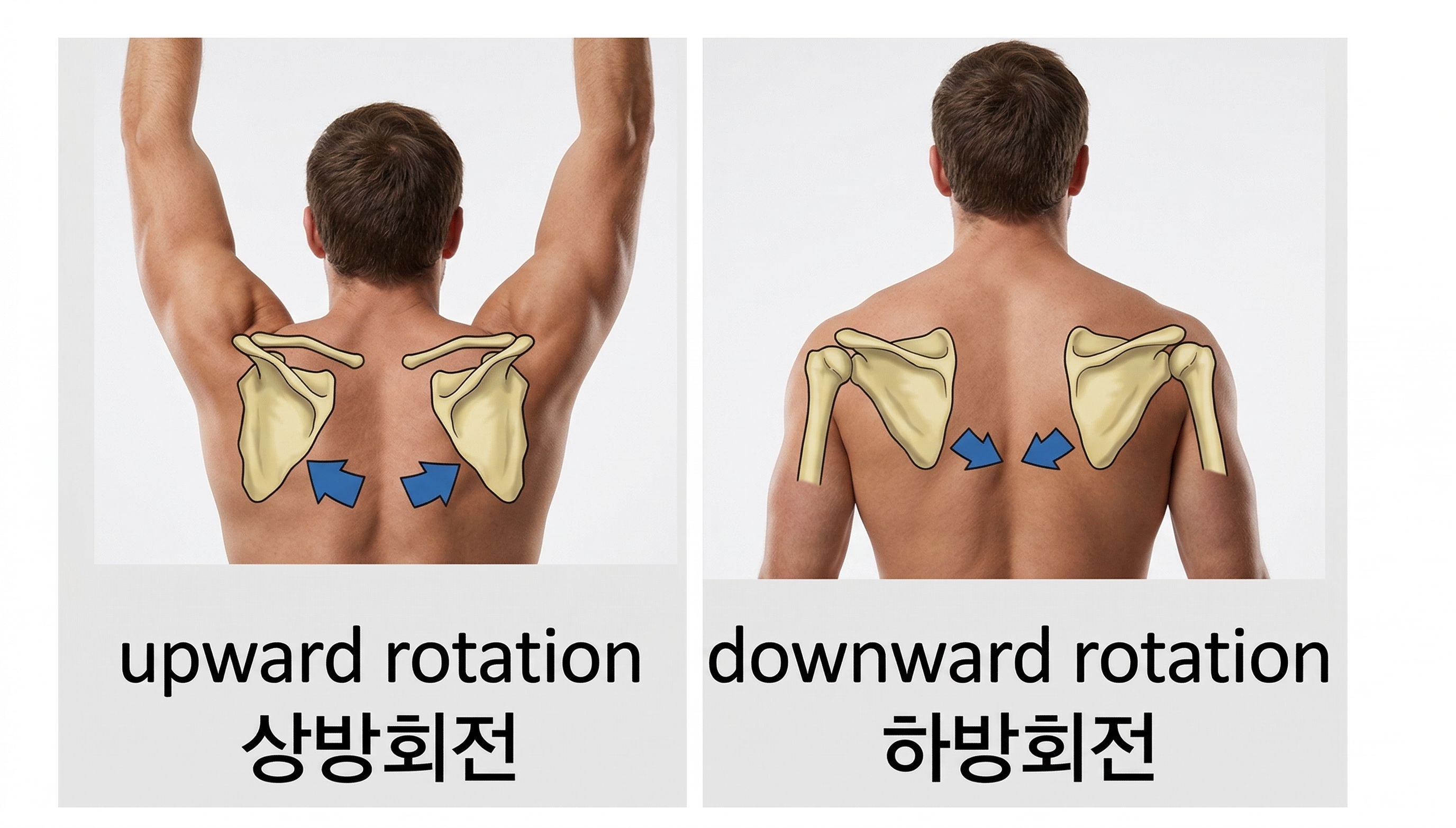 견갑골 상방회전 하방회전