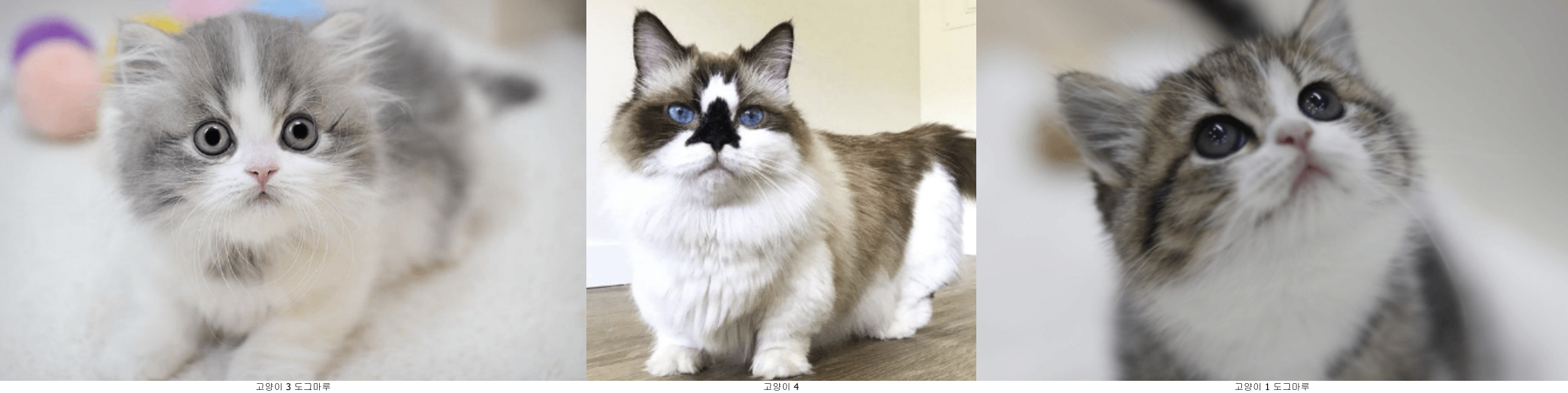 먼치킨고양이