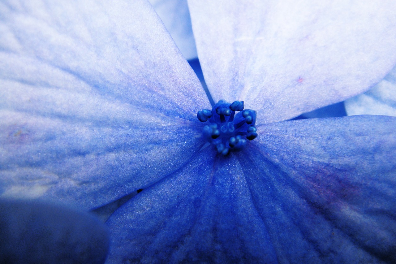 파란색 꽃 자기표현