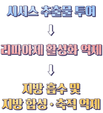 시서스 효능