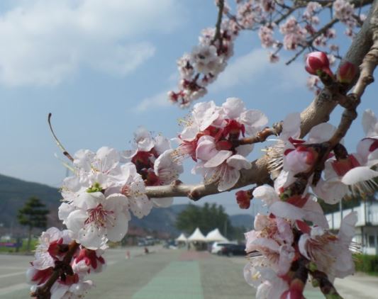 삼척 벚꽃