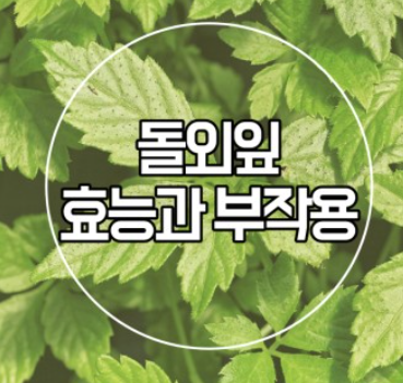 돌외잎 추출물 효능
