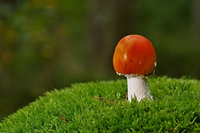 병원성 진균과 비병원성 진균의 차이