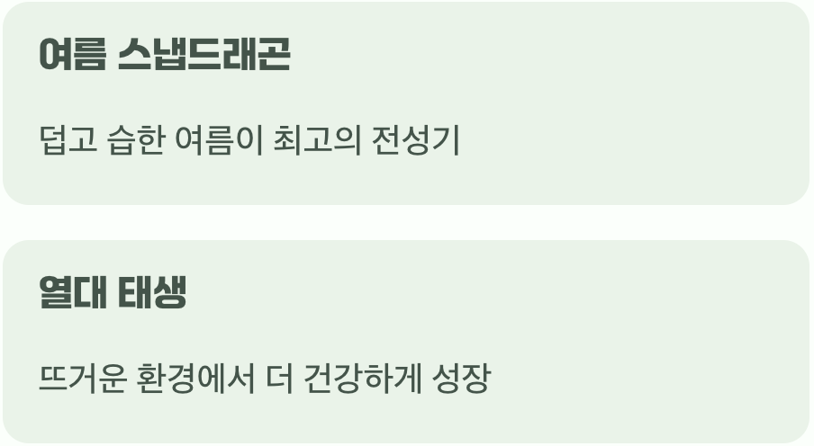 여름을 사랑하는 천사의 얼굴