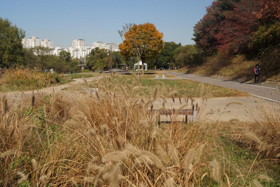 반려견과 함께 떠나는 분당&middot;판교 가을산책 단풍명소 추천 : 탄천산책로&middot;율동공원&middot;판교생태공원