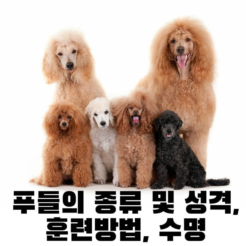 푸들의 종류 및 성격, 훈련방법, 수명