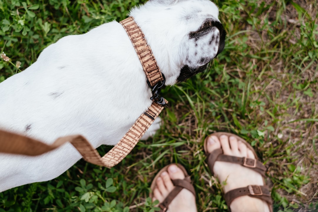 Leash
