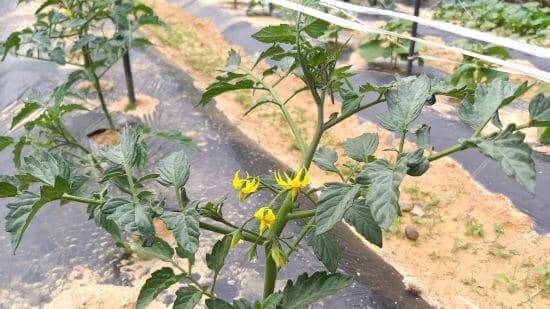 토마토재배법-토마토-모종-심는시기