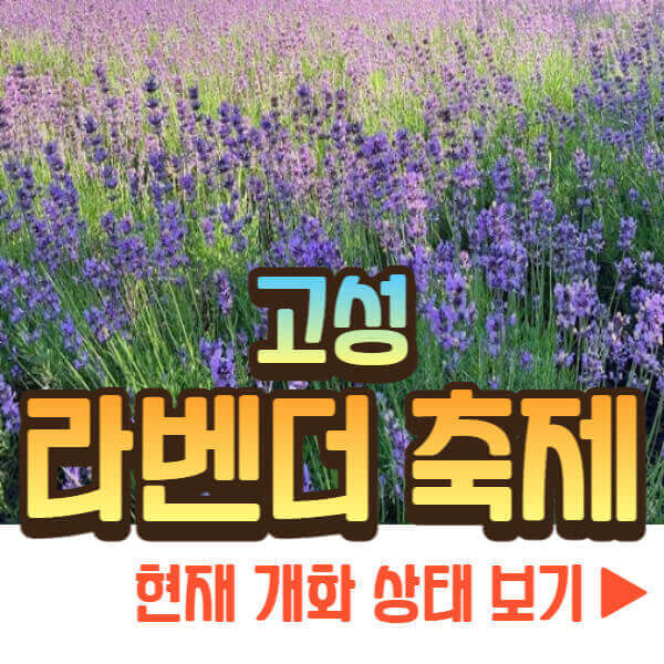 고성 라벤더 축제 개화 상태 보기