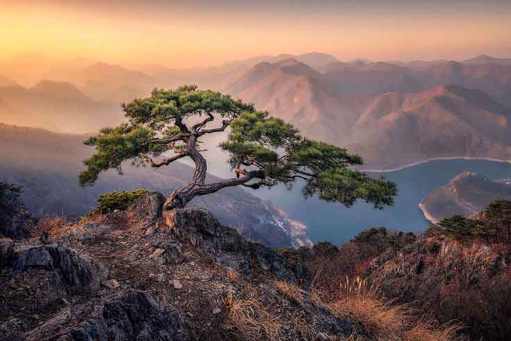 바위위의 소나무를 상징하는 갑신