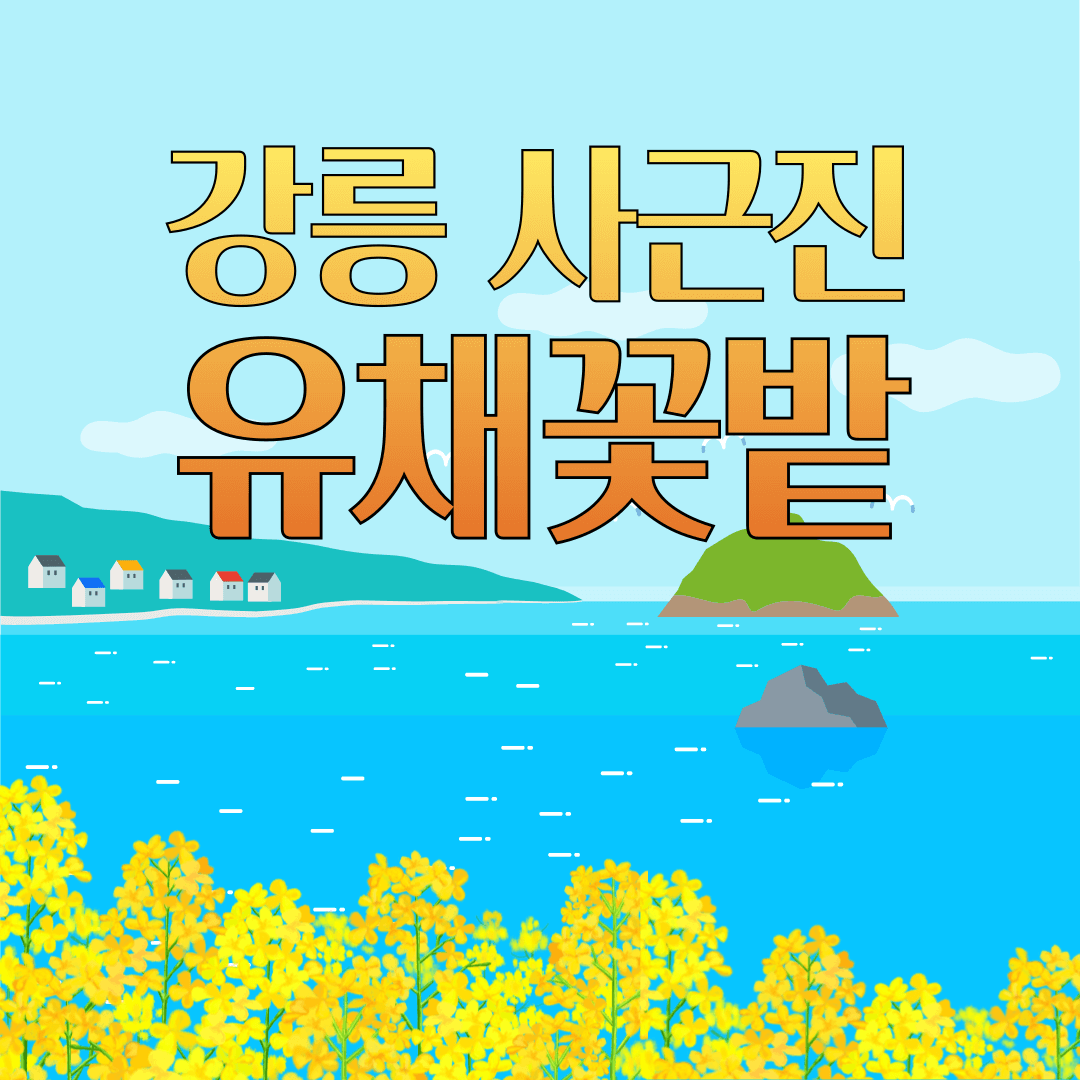 강릉 사근진 해변 유채꽃밭