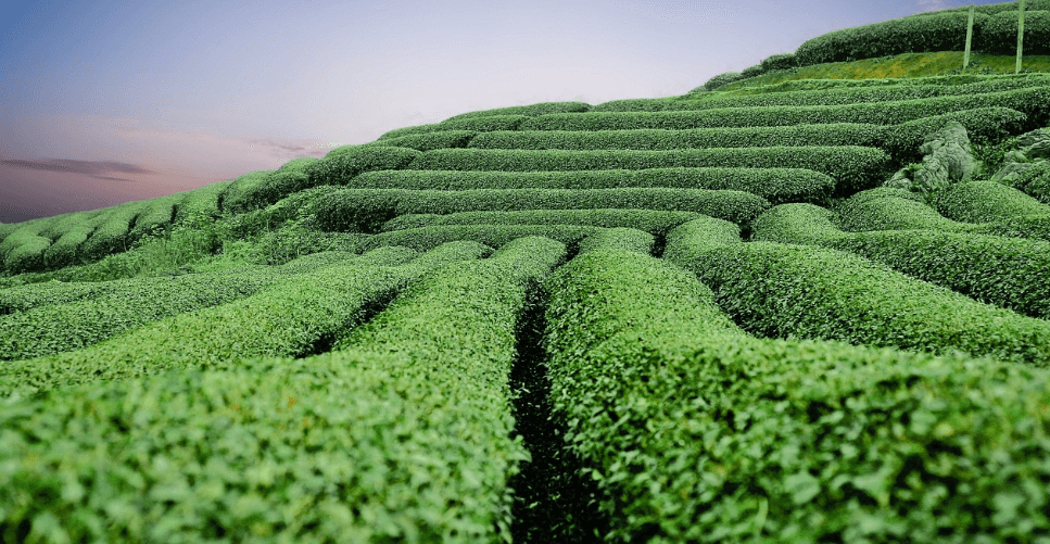 심근경색에 좋은 음식 사진 - 4