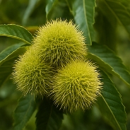 밤 보관하는 방법