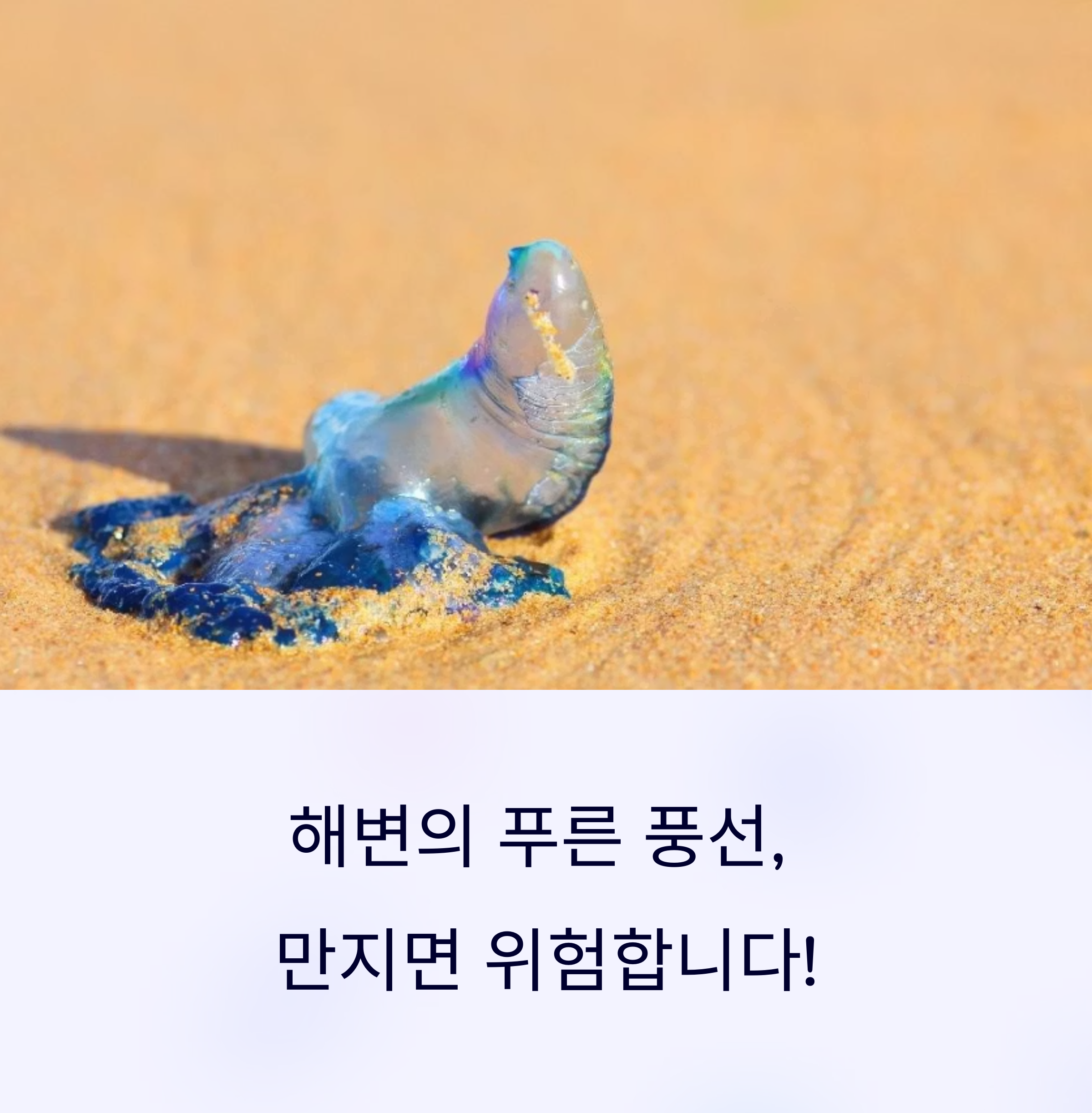 해변 푸른 풍선 접촉금지